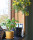 Botanical Family