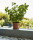 Botanical Family
