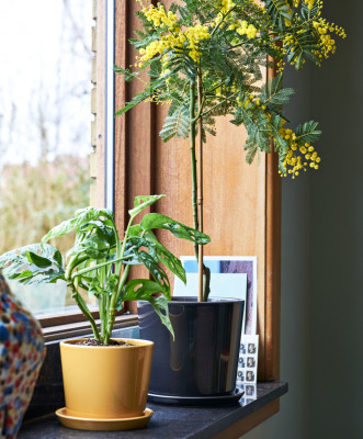 Botanical Family