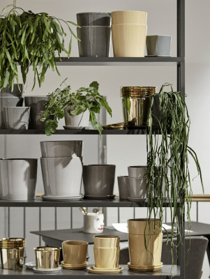Botanical Family
